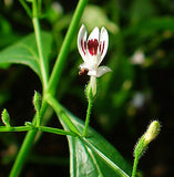 Andrographis 50 ml