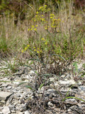 Bupleurum