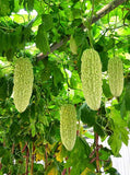 Bitter Melon