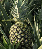 Bromelain 50 vk