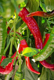 Cayenne