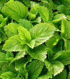 Citronmeliss