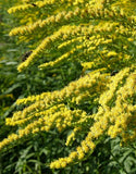 Gullris Solidago 50 ml