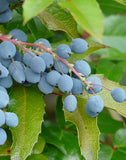 Mahonia