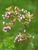 Oil of Oregano