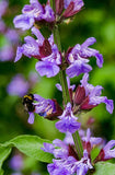 Salvia 50 ml