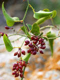 Sarsaparilla 50 ml