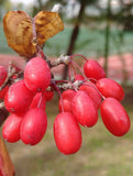 Schizandra
