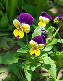 Styvmorsviol 50 ml