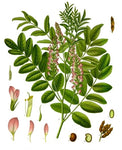 Lakrits 1000G 100 ml