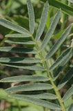 Astragalus 50 ml