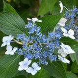 Hydrangea